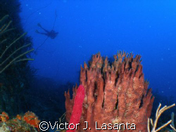 deep view [120'] and the diver at 70', in falling rock di... by Victor J. Lasanta 